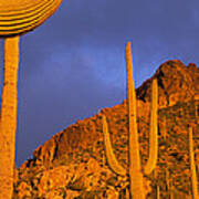 Saguaro Cactus, Tucson, Arizona, Usa Poster