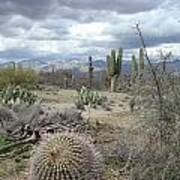 Saguaros Poster