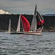 Sailboats And Mt Baker Poster