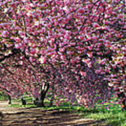 Sakura In Central Park Poster
