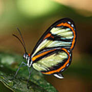 Salapia Glasswing Butterfly Poster