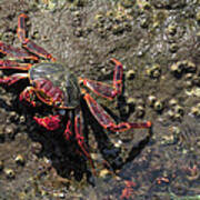 Sally Lightfoot Crab Poster