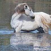 Salt River Wild Horse Poster
