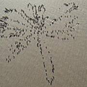 Natures Art - Dragonfly Sand Pattern Poster