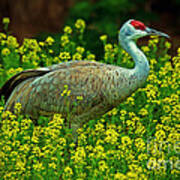 Sandhill Crane Poster