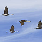 Sandhill Cranes Flying In Formation Poster