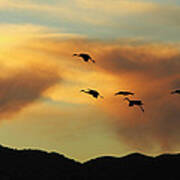 Sandhill Cranes Return In Late Afternoon At Bosque Del Apache Wi Poster