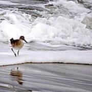 Sandpiper In The Surf Poster
