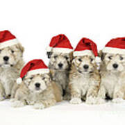 Santa Puppy Dogs Poster