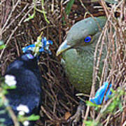 Satin Bowerbirds - The Courting Gift Poster