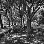 Savannah - Forsyth Park 005 Bw Poster