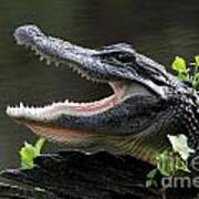 Say Aah - American Alligator Poster