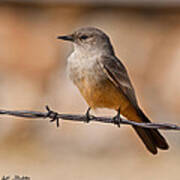 Say's Phoebe On A Barbed Wire Poster