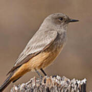 Say's Phoebe On A Fence Post Poster