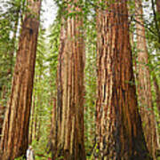 Scale - The Beautiful And Massive Giant Redwoods Sequoia Sempervirens In Redwood National Park. Poster