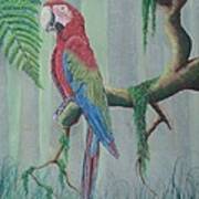Scarlet Macaw Poster