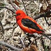 Scarlet Tanager Poster