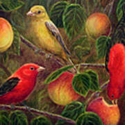 Scarlet Tanagers And Peaches Poster