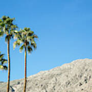 Scenic Of Palm Trees, Palm Springs Poster