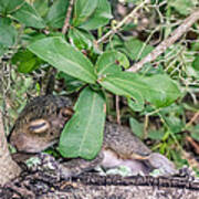 Sciurus Carolinensis Poster