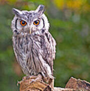 Scops Owl Poster