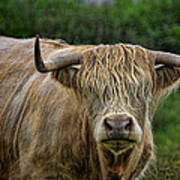 Scottish Highland Cattle Poster