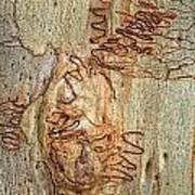 Scribbly Gum Art Portrait B Poster