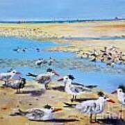 Sea Gulls Siesta Key Beach Poster