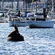 Sea Lion Basking In Sun Poster