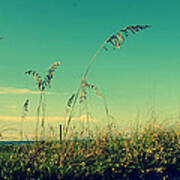 Sea Oats Under The Morning Sun In Sarasota Poster