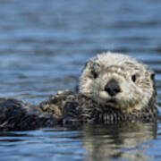 Sea Otter Alaska Poster