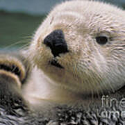 Sea Otter Poster