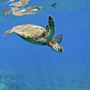 Sea Turtle Flying Poster