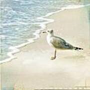 Marco Island Seagull Poster