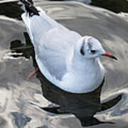 Seagull And Water Reflections Poster