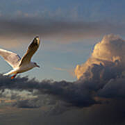 Seagull At Sunset Poster