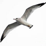 Seagull In Flight Poster