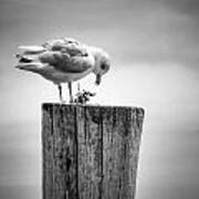 Seagull On Pier Poster