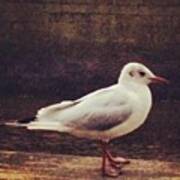 Seagull On The Boardwalk. #igersdublin Poster