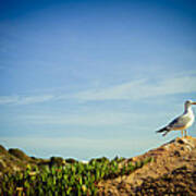 Seagull On The Rock Poster