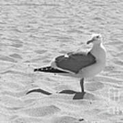 Seagull Polka-dot Poster