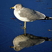 Seagull Reflecting In Shallow Water Poster
