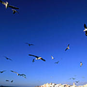 Seagulls Fly Above The Harbour With Poster