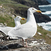 Seagulls On Slea Head Poster