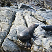 Seals On A Rock Poster