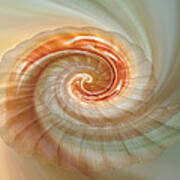 Seashell Swirl Poster