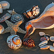 Seashells At Sunset Ii Poster
