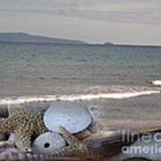 Seashells On The Beach Poster