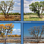 Seasons Of The Cottonwood Poster