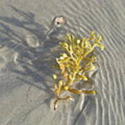 Seaweed Sand Poster